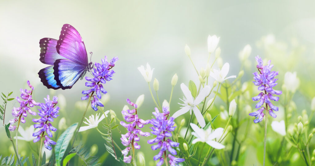 environmentally friendly gardening service